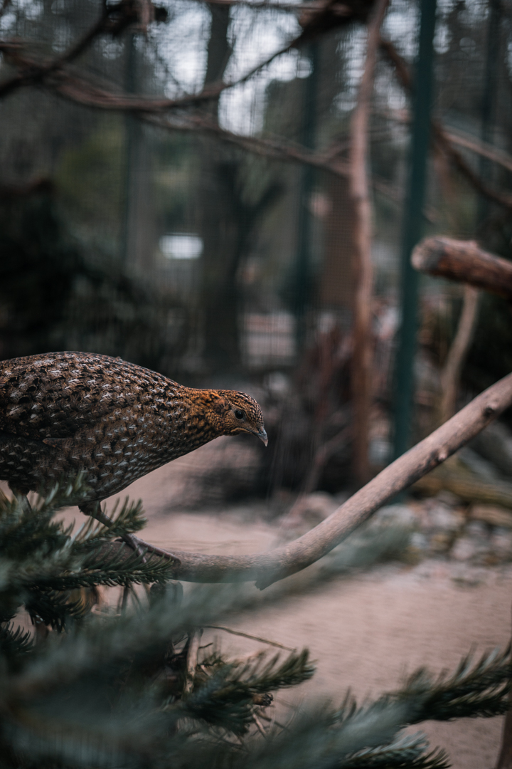 Crimson Horned Pheasant (female)