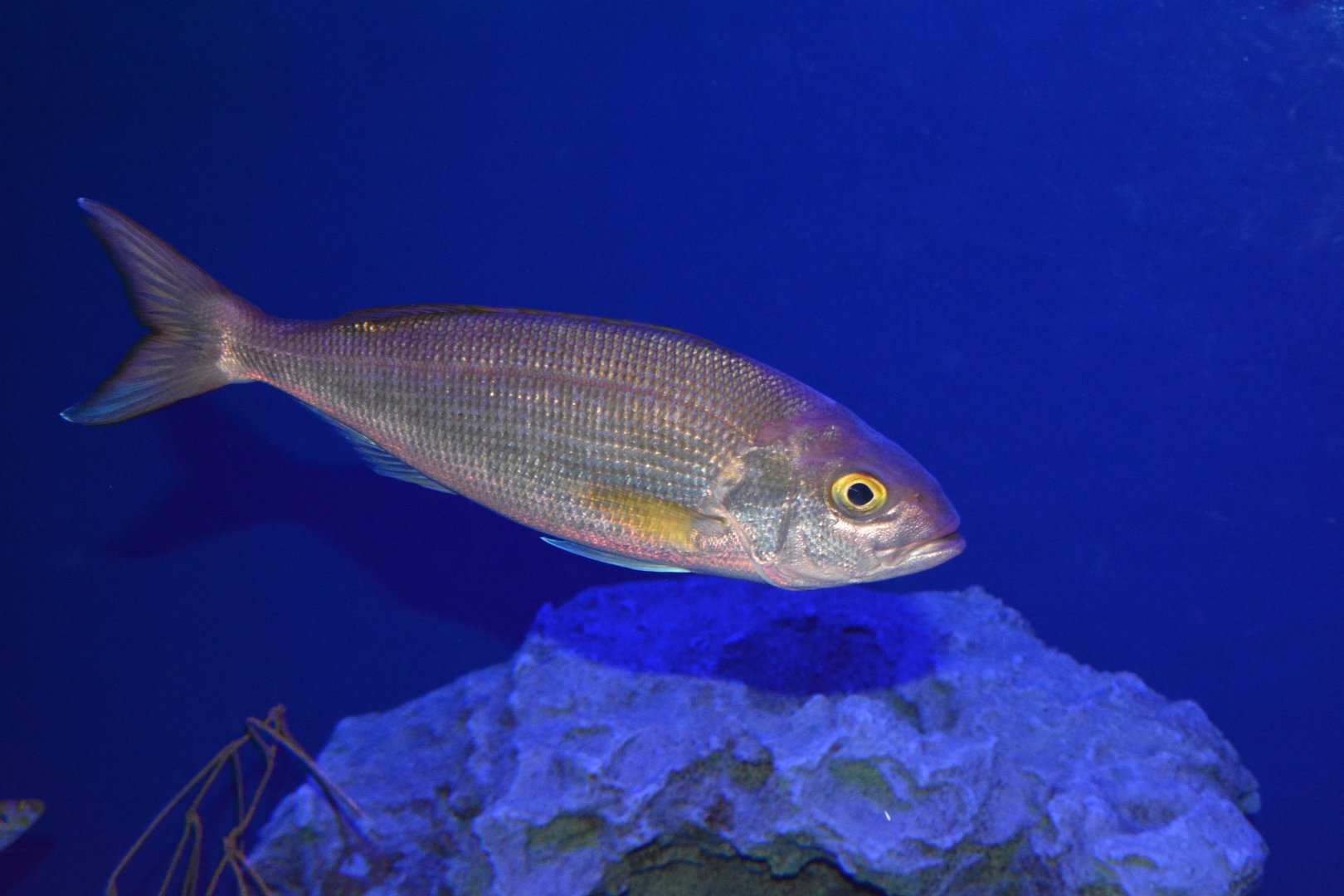 Crimson jobfish (Pristipomoides filamentosus)