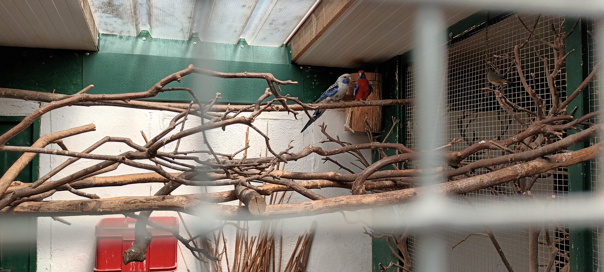 Crimson Rosella Breedingform and Crimson Rosella