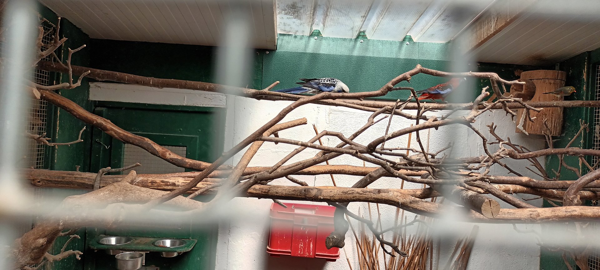 Crimson Rosella Breedingform, Crimson Rosella and Red billed Leiothrix Aviary