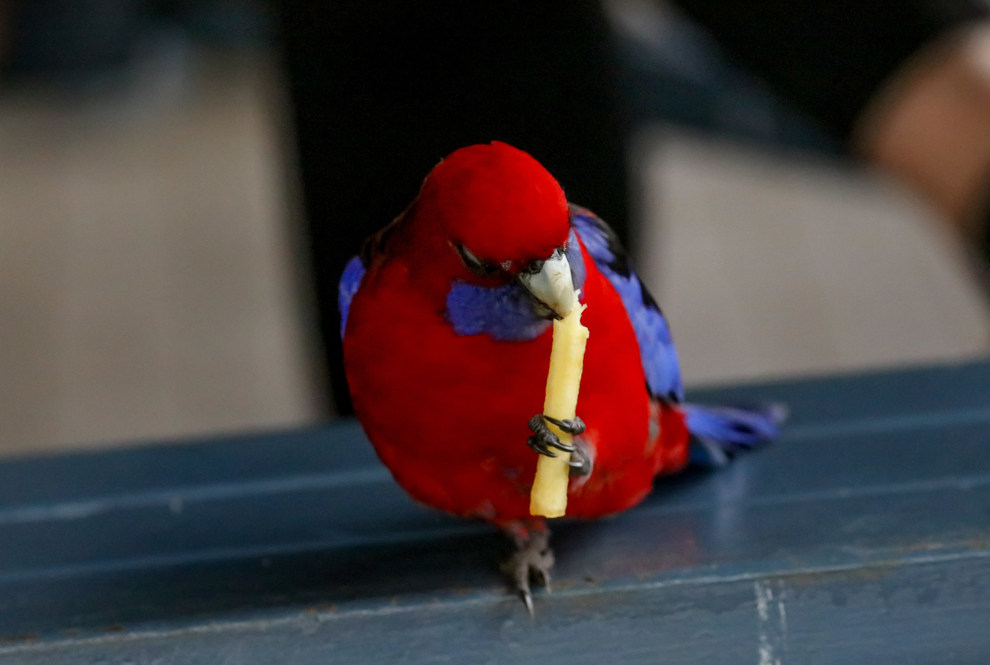 Crimson Rosella having lunch
