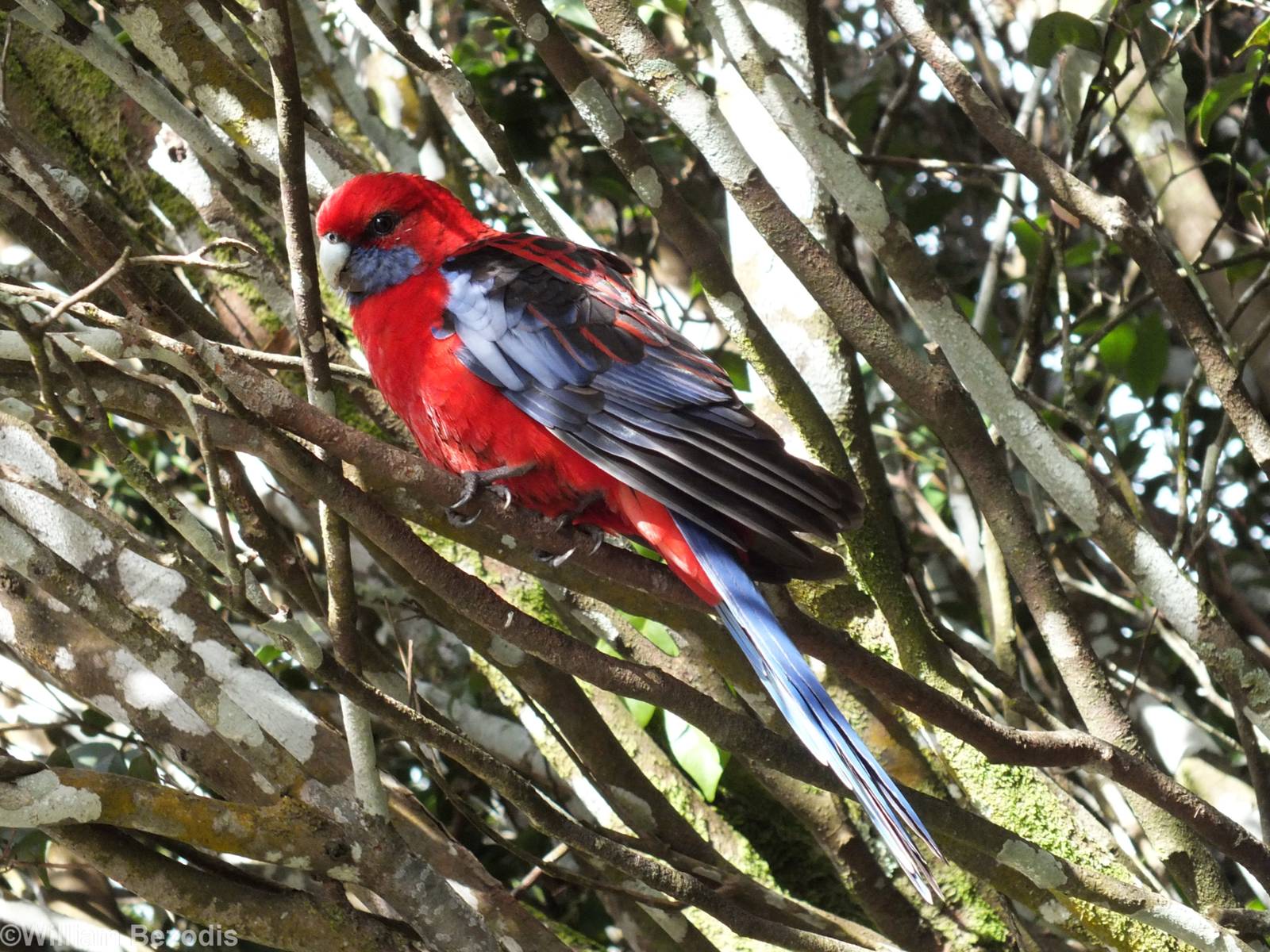 Crimson Rosella - Lamington National Park