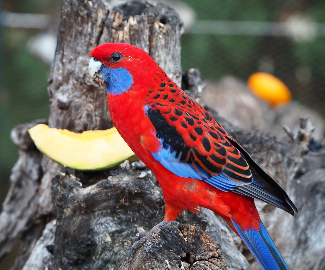Crimson rosella (Platycercus elegans), 2019-10-04