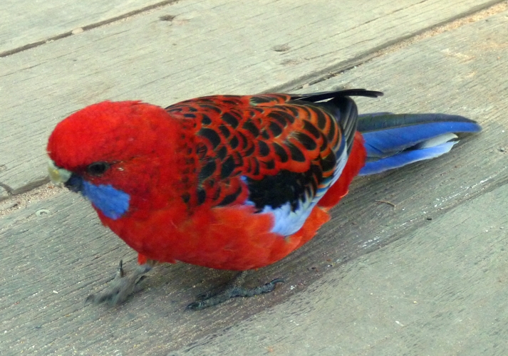 Crimson rosella (Platycercus elegans)