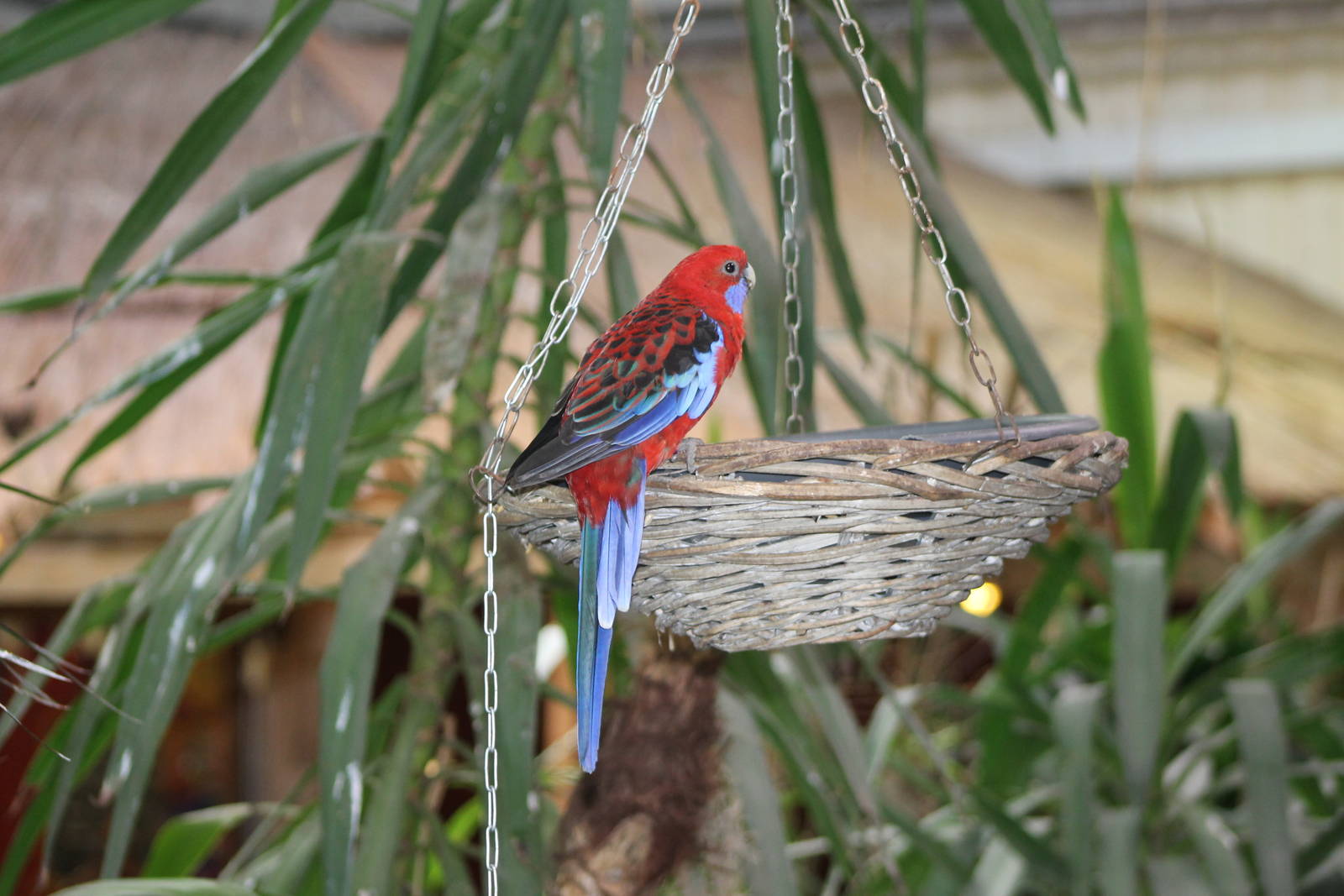 crimson rosella