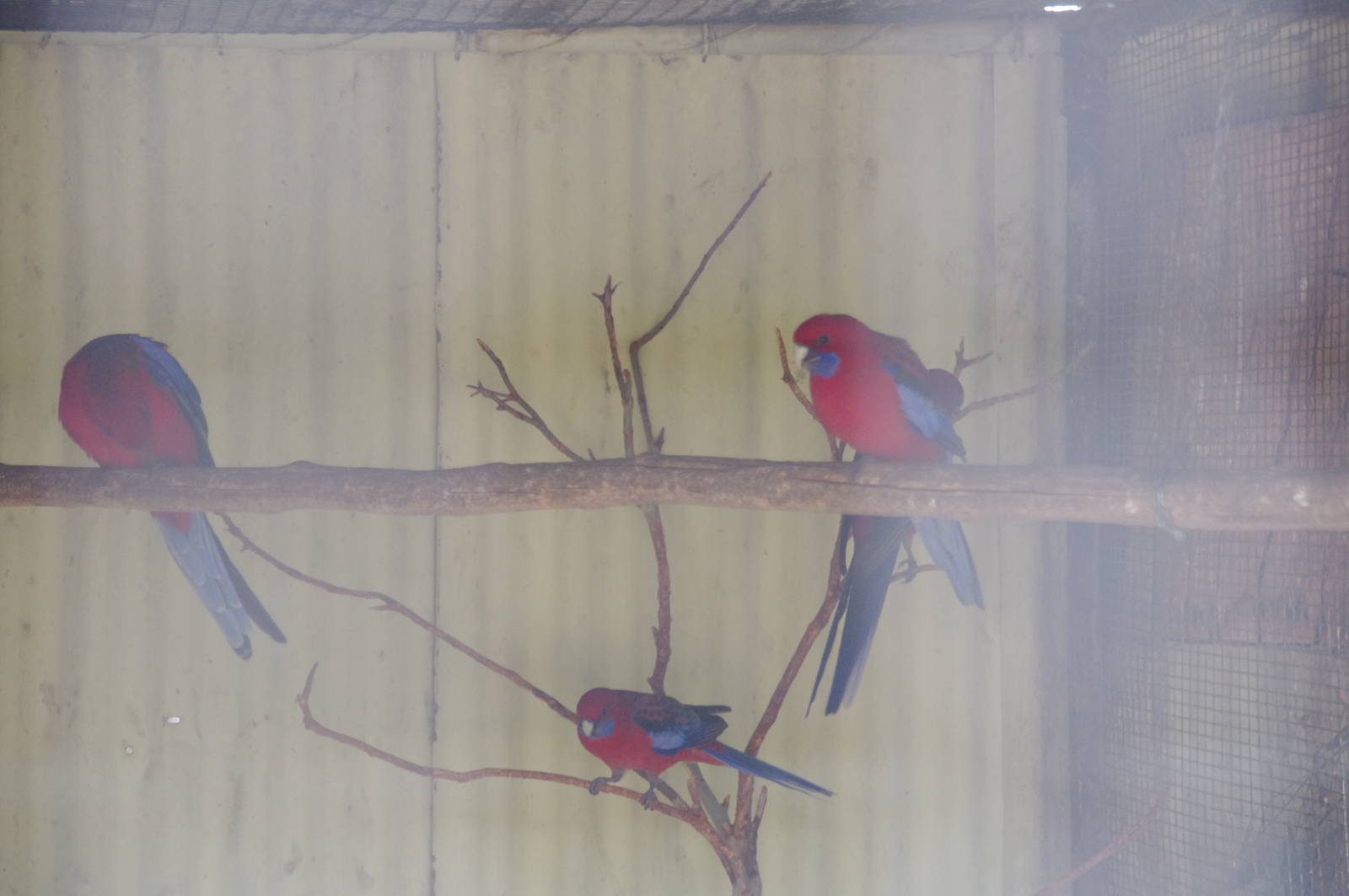 Crimson Rosella