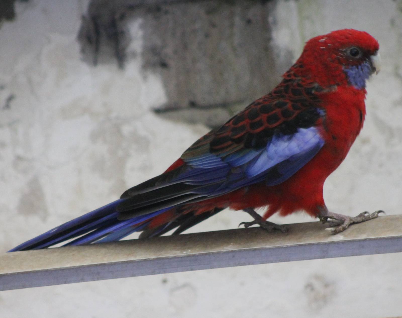 Crimson rosella