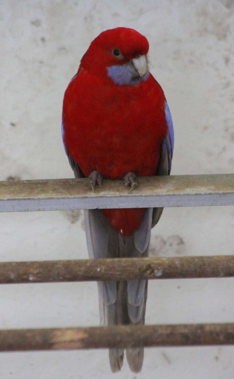 Crimson rosella