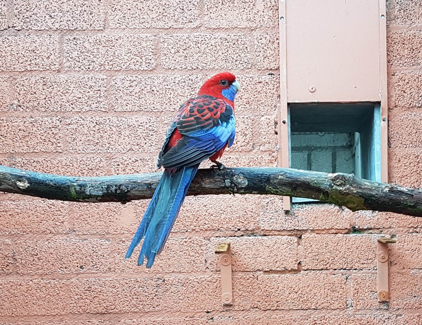 Crimson rosella