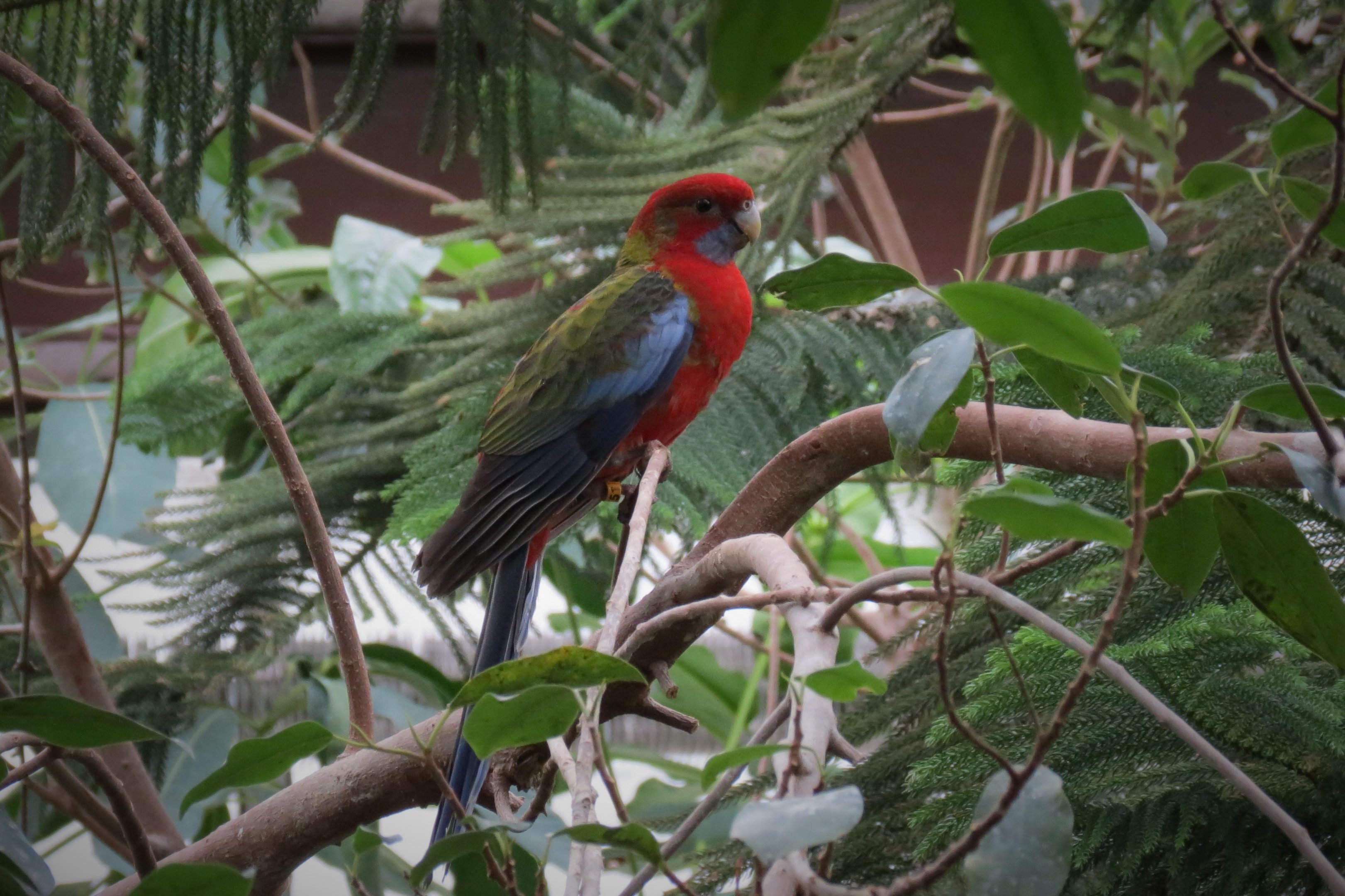 Crimson Rosella