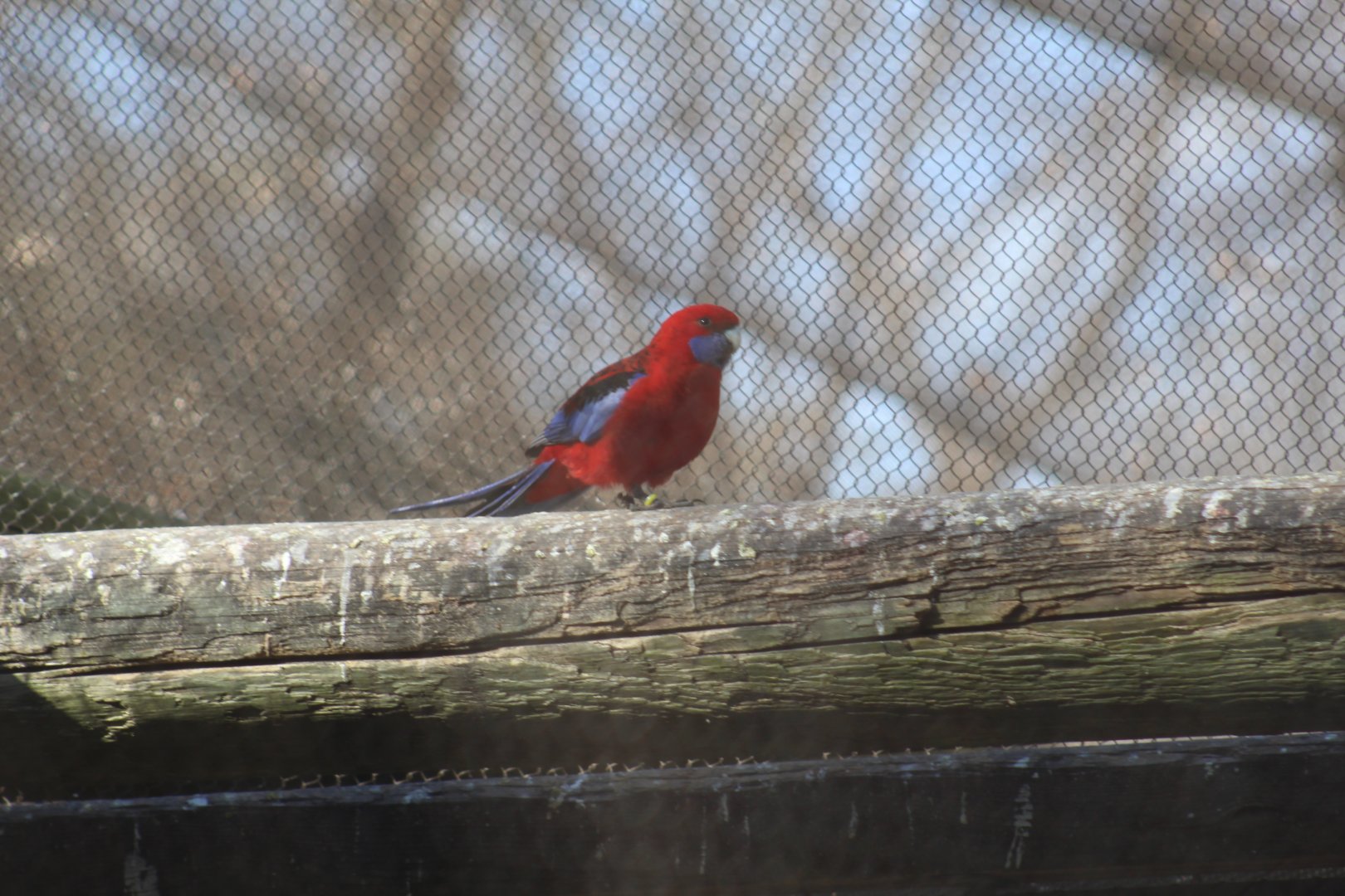 Crimson Rosella