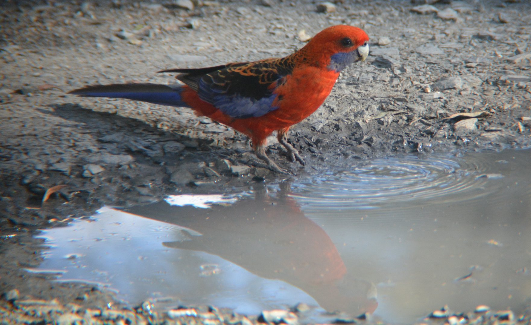 Crimson rosella