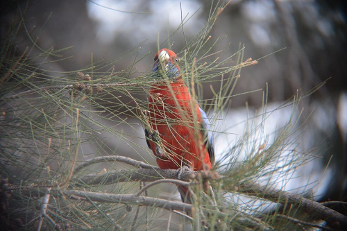 Crimson rosella