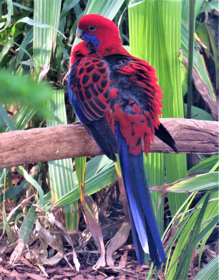 Crimson rosella