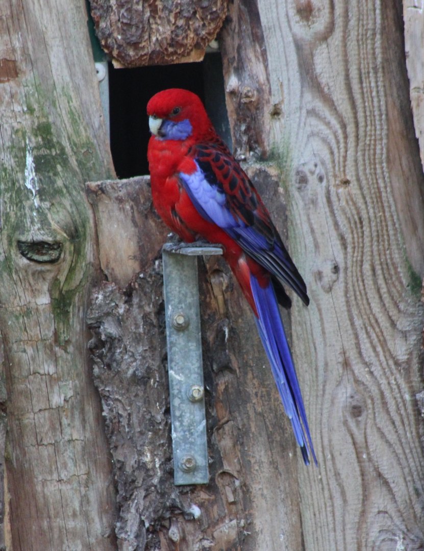 Crimson rosella