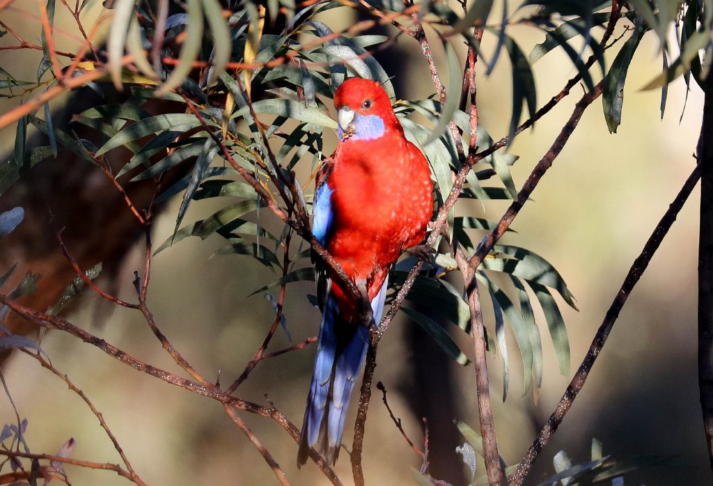 Crimson Rosella