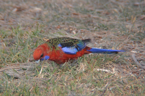 Crimson rosella