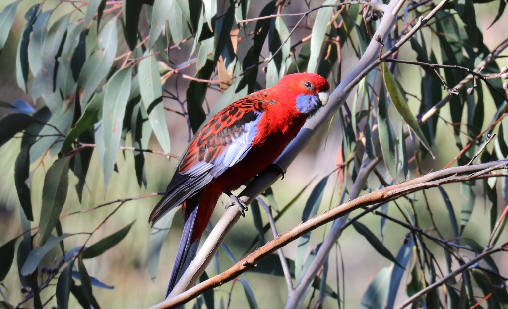 Crimson Rosella