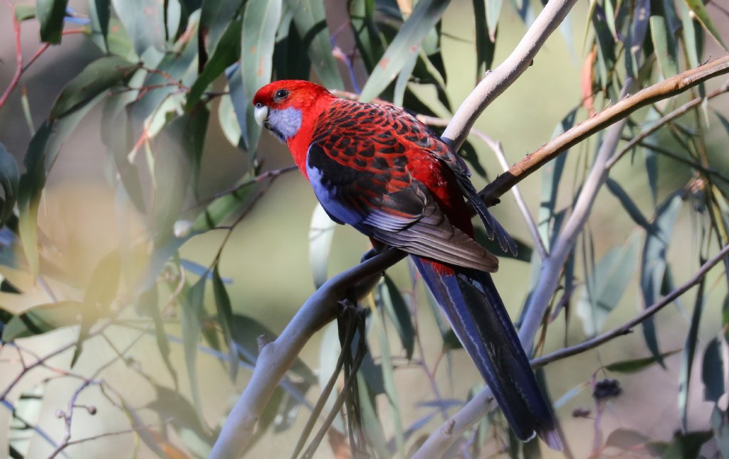 Crimson Rosella