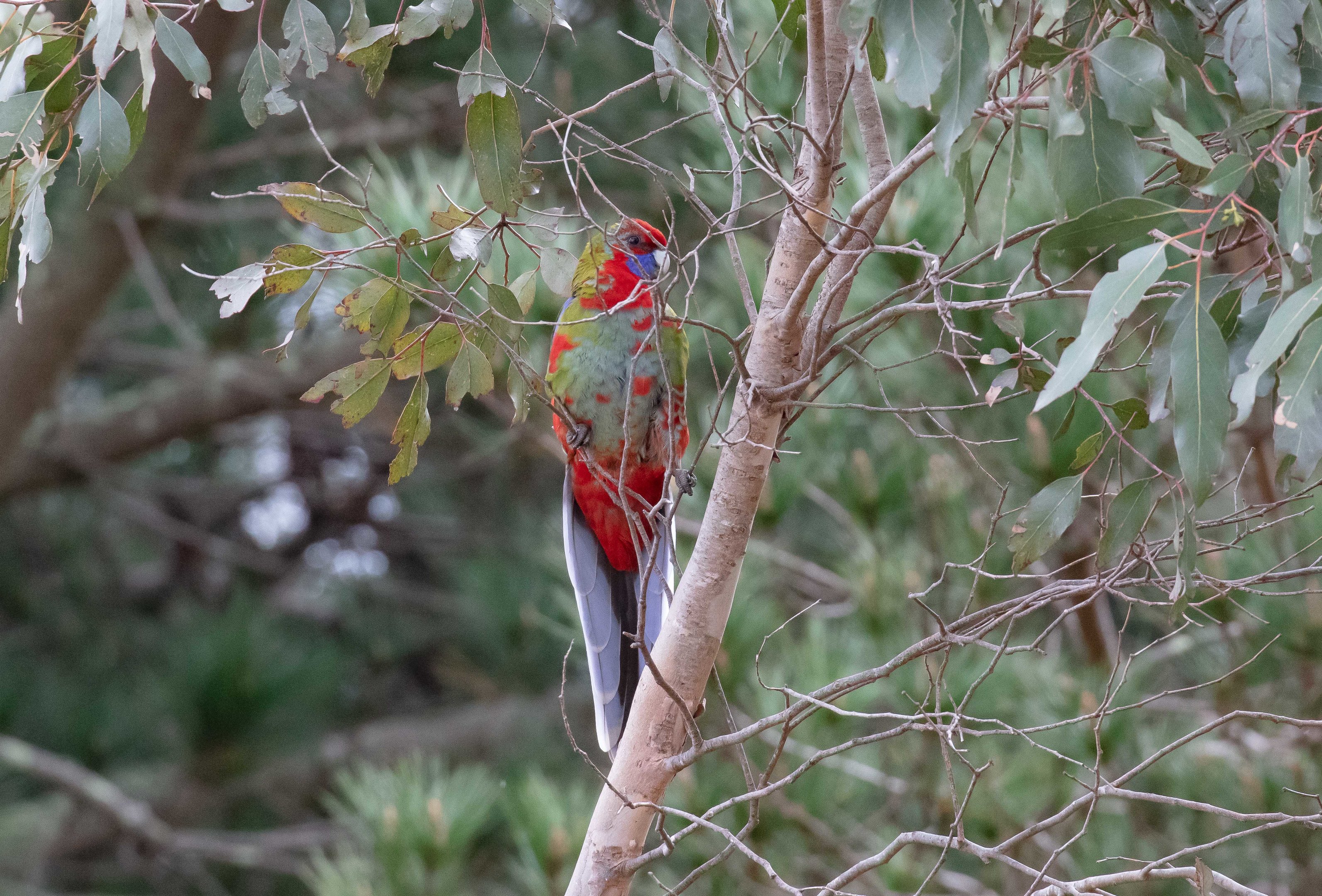 Crimson Rosella