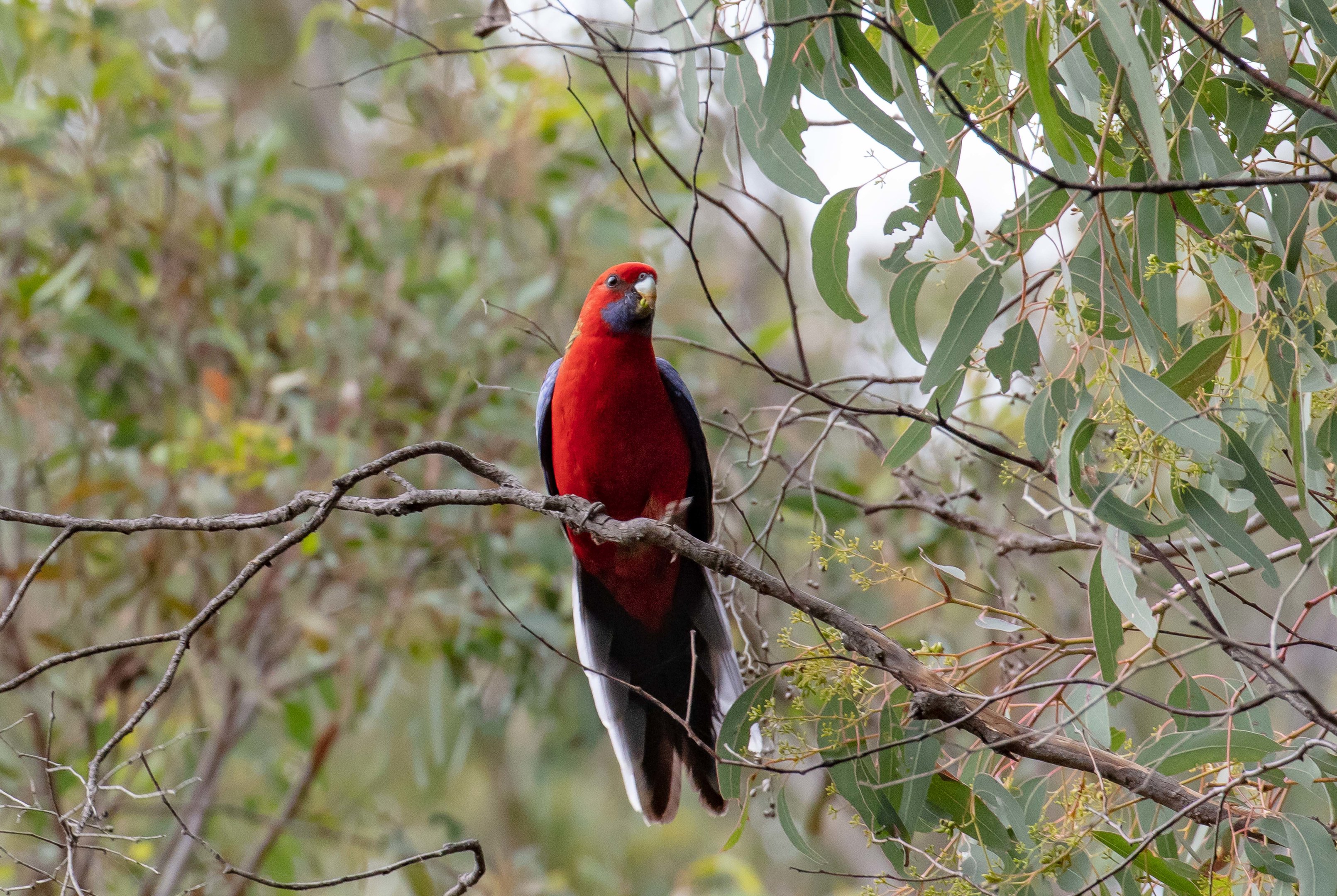 Crimson Rosella
