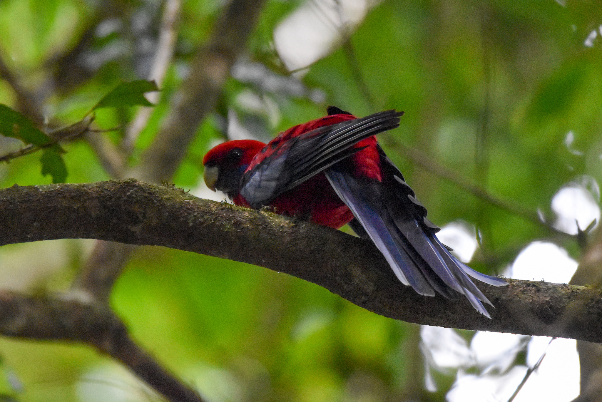 Crimson Rosella