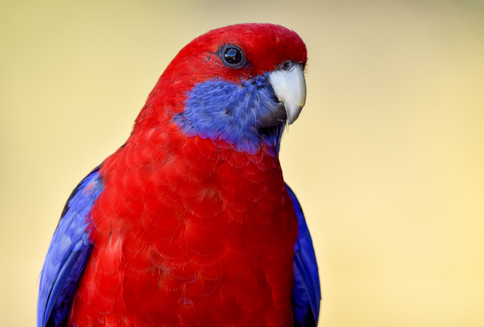 Crimson Rosella