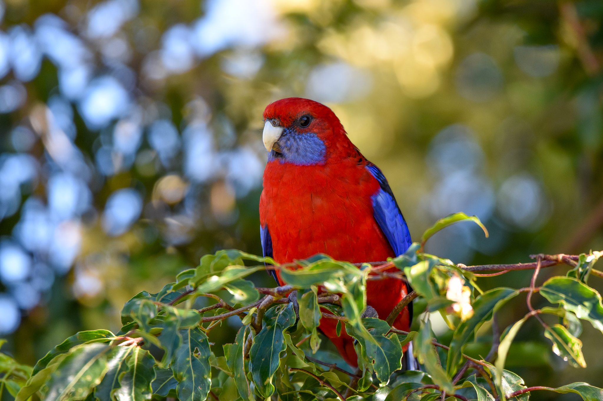 Crimson Rosella