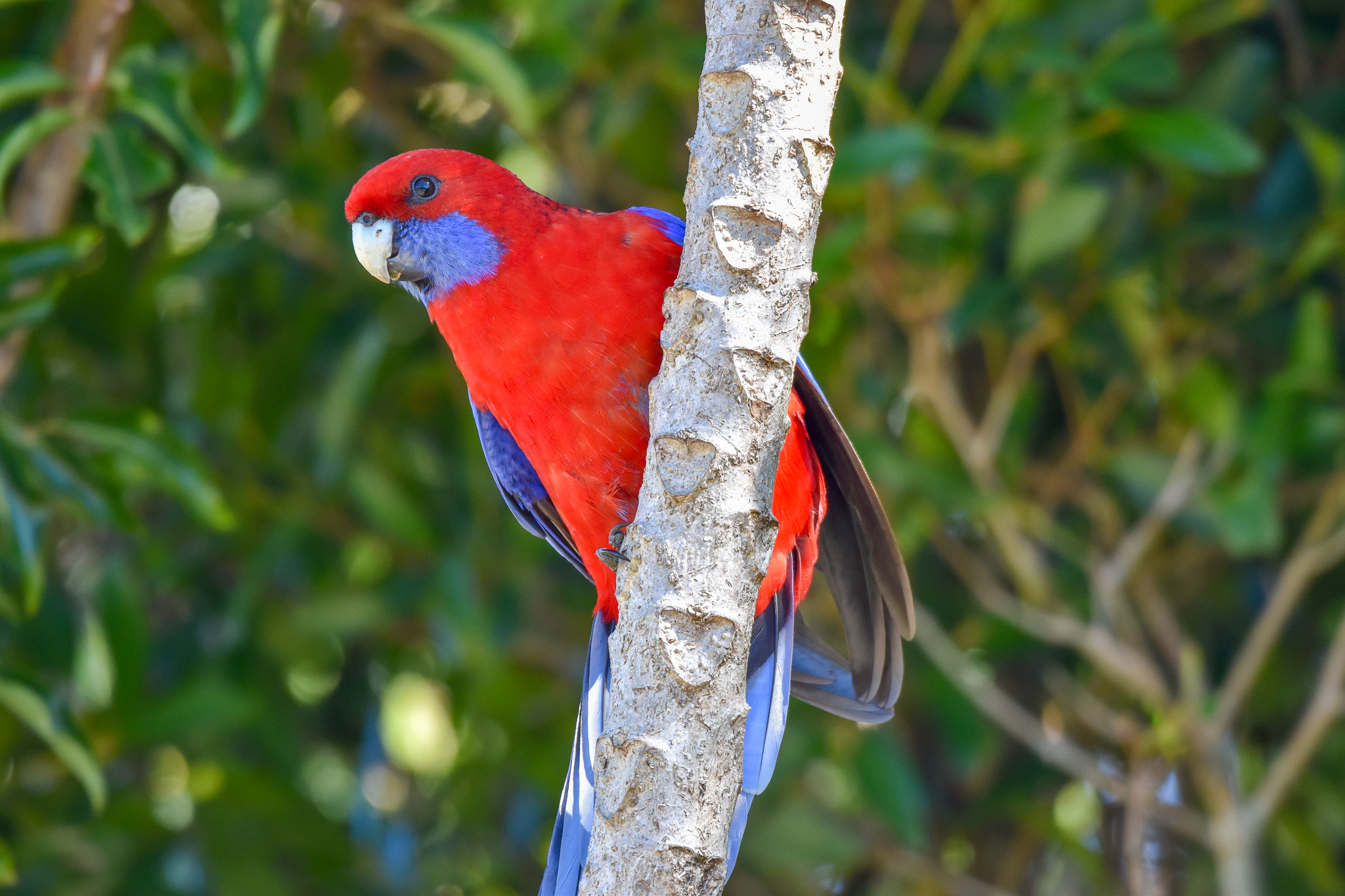 Crimson Rosella