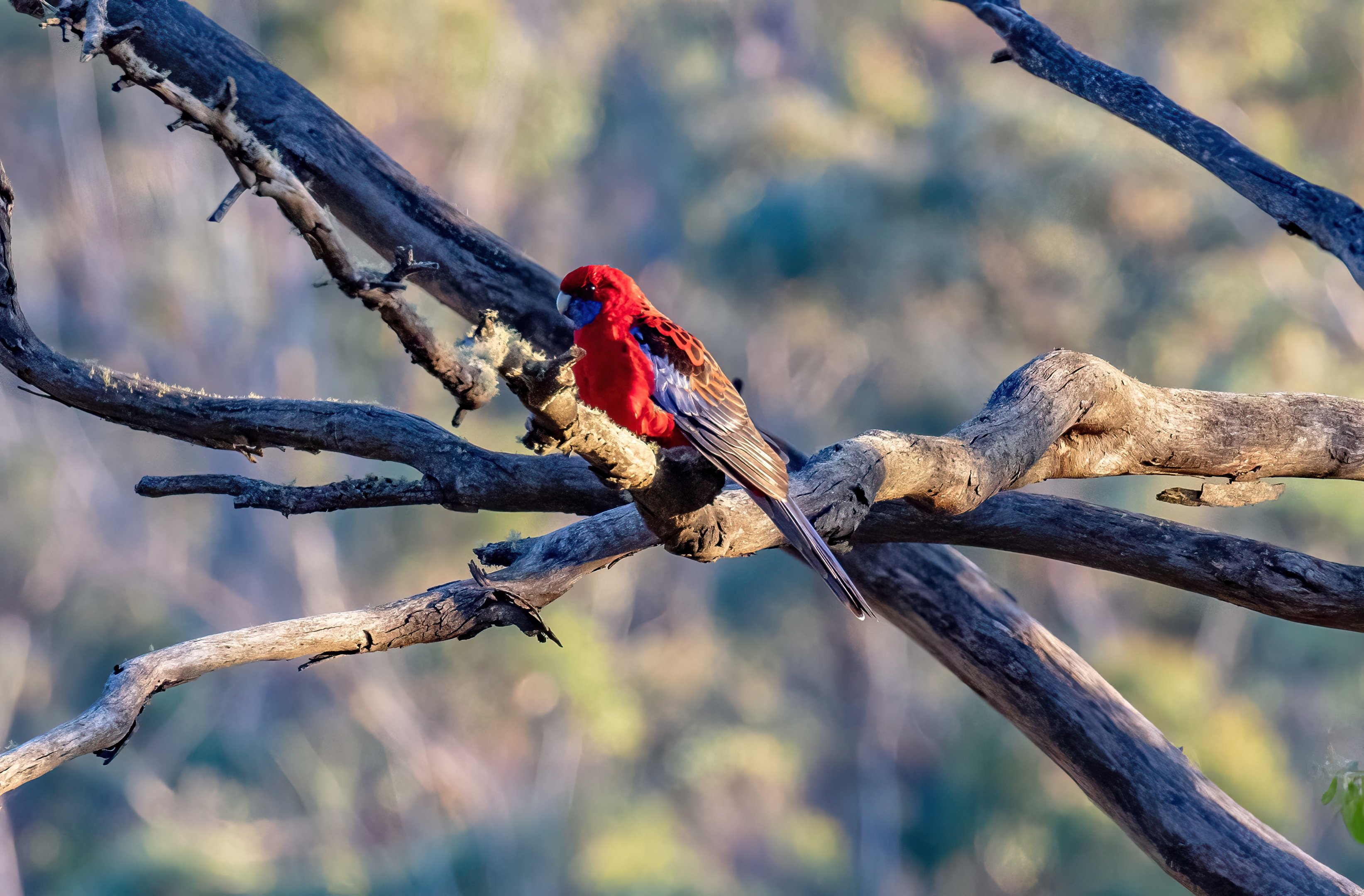 Crimson Rosella