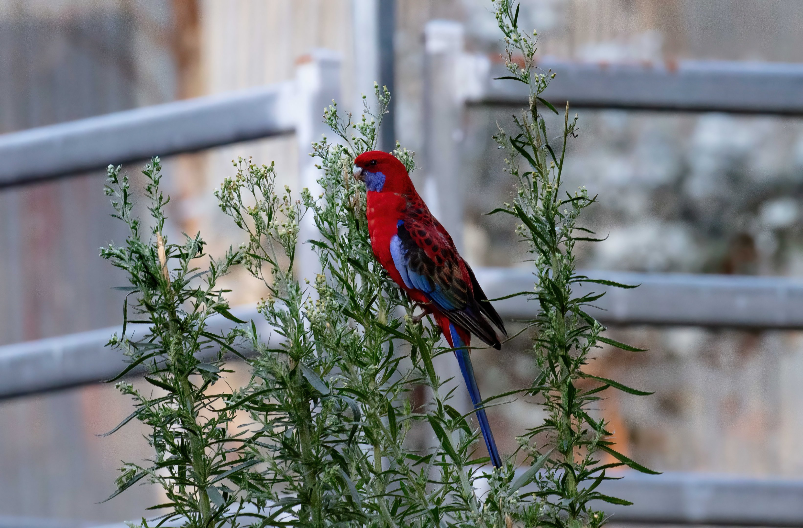 Crimson Rosella