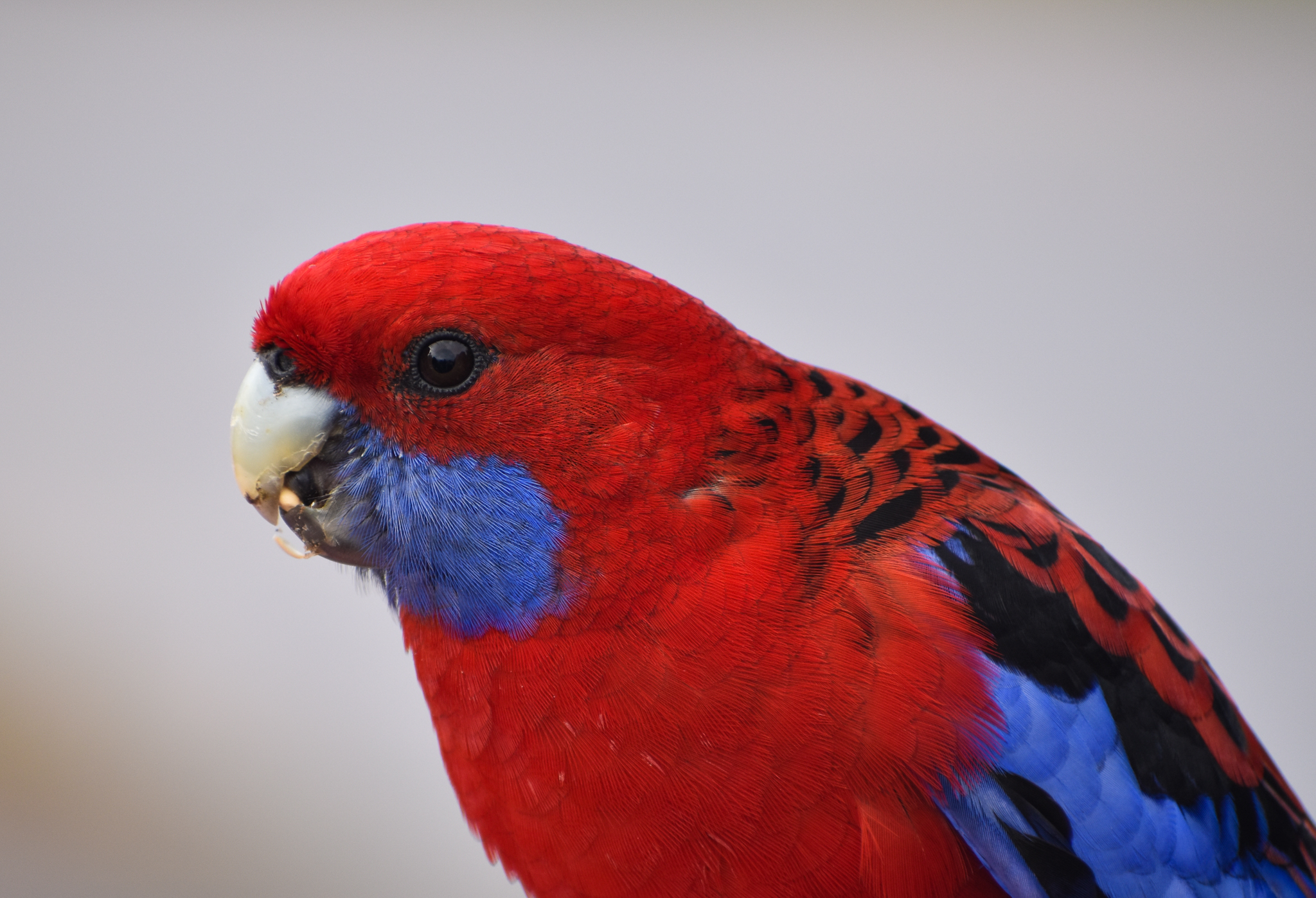 Crimson Rosella