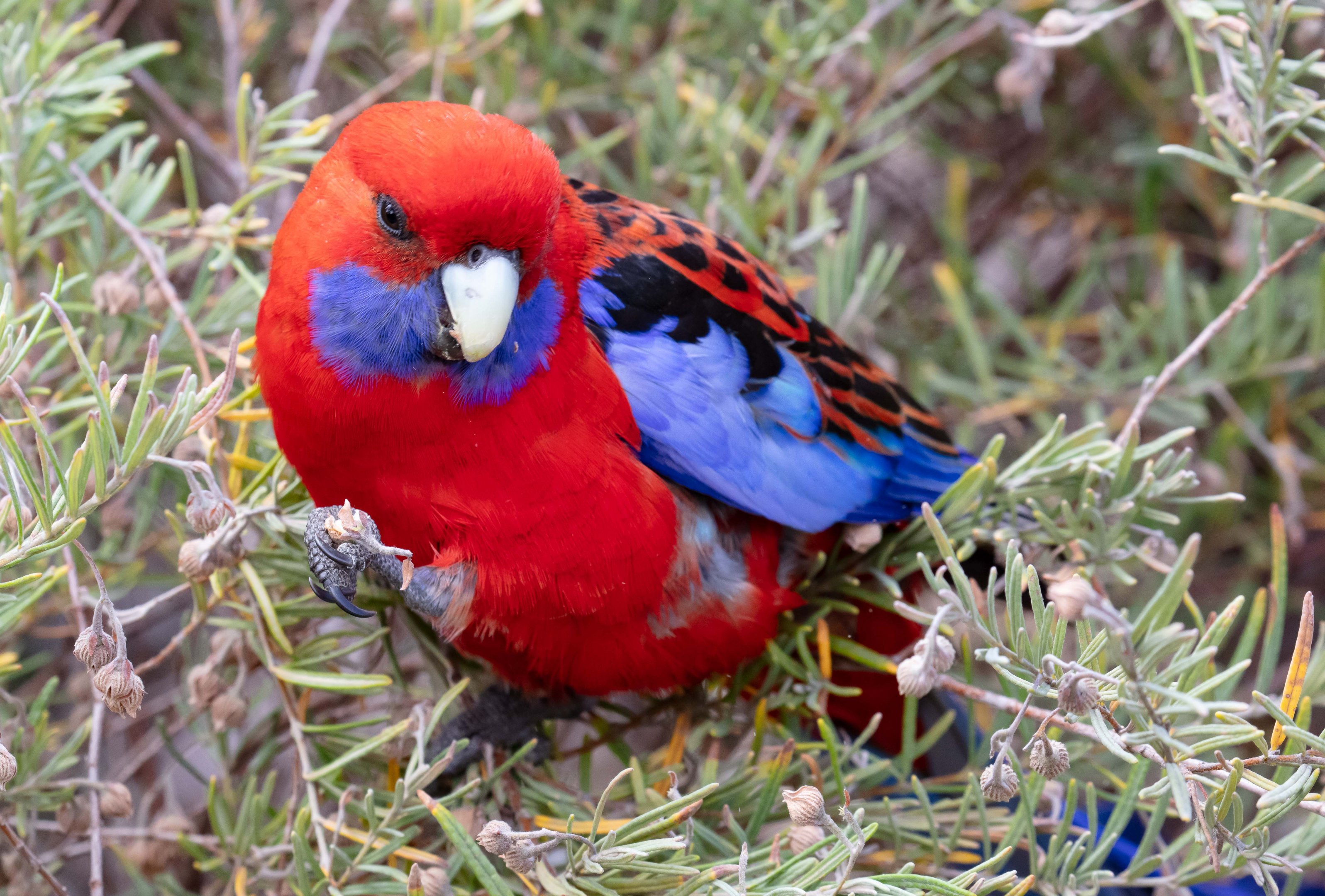 Crimson Rosella