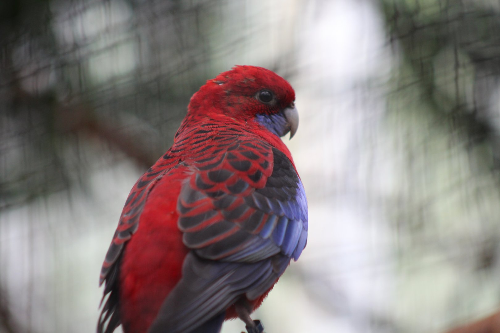 Crimson Rosella