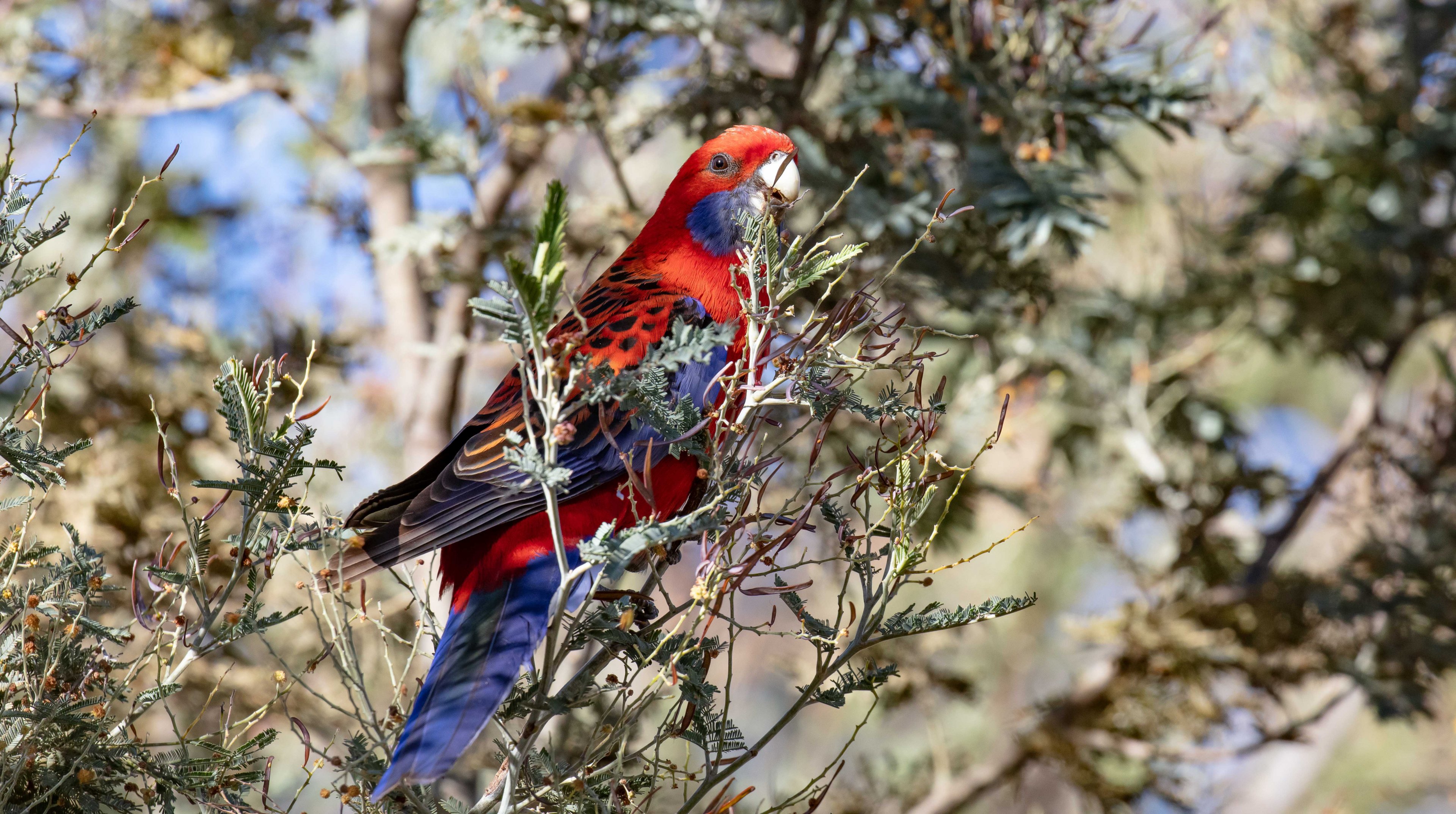 Crimson Rosella