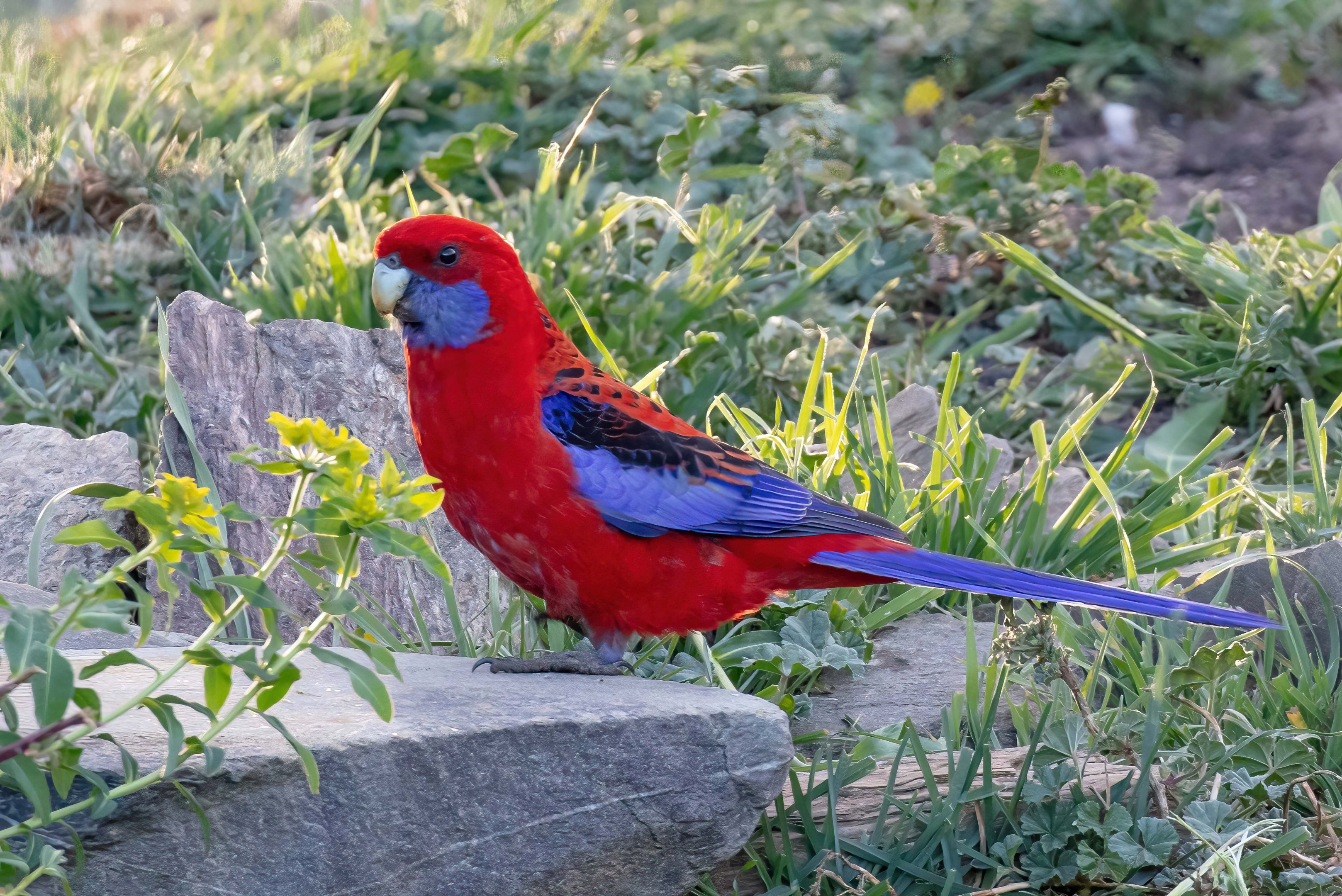 Crimson Rosella