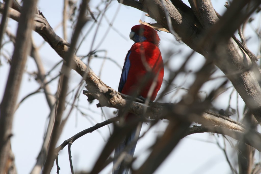 Crimson Rosella