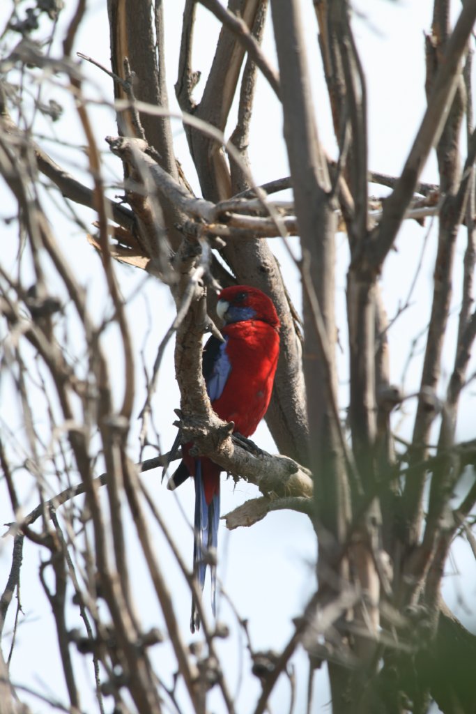 Crimson Rosella