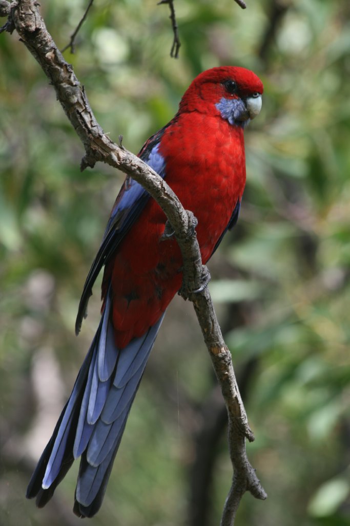Crimson Rosella