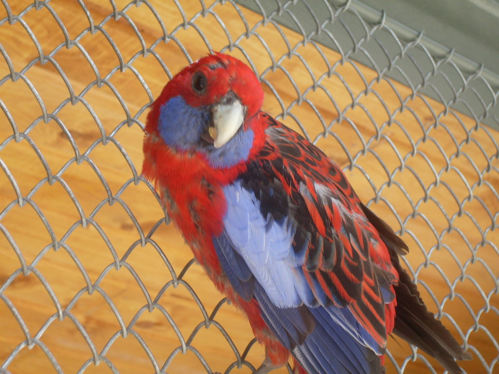 Crimson Rosella