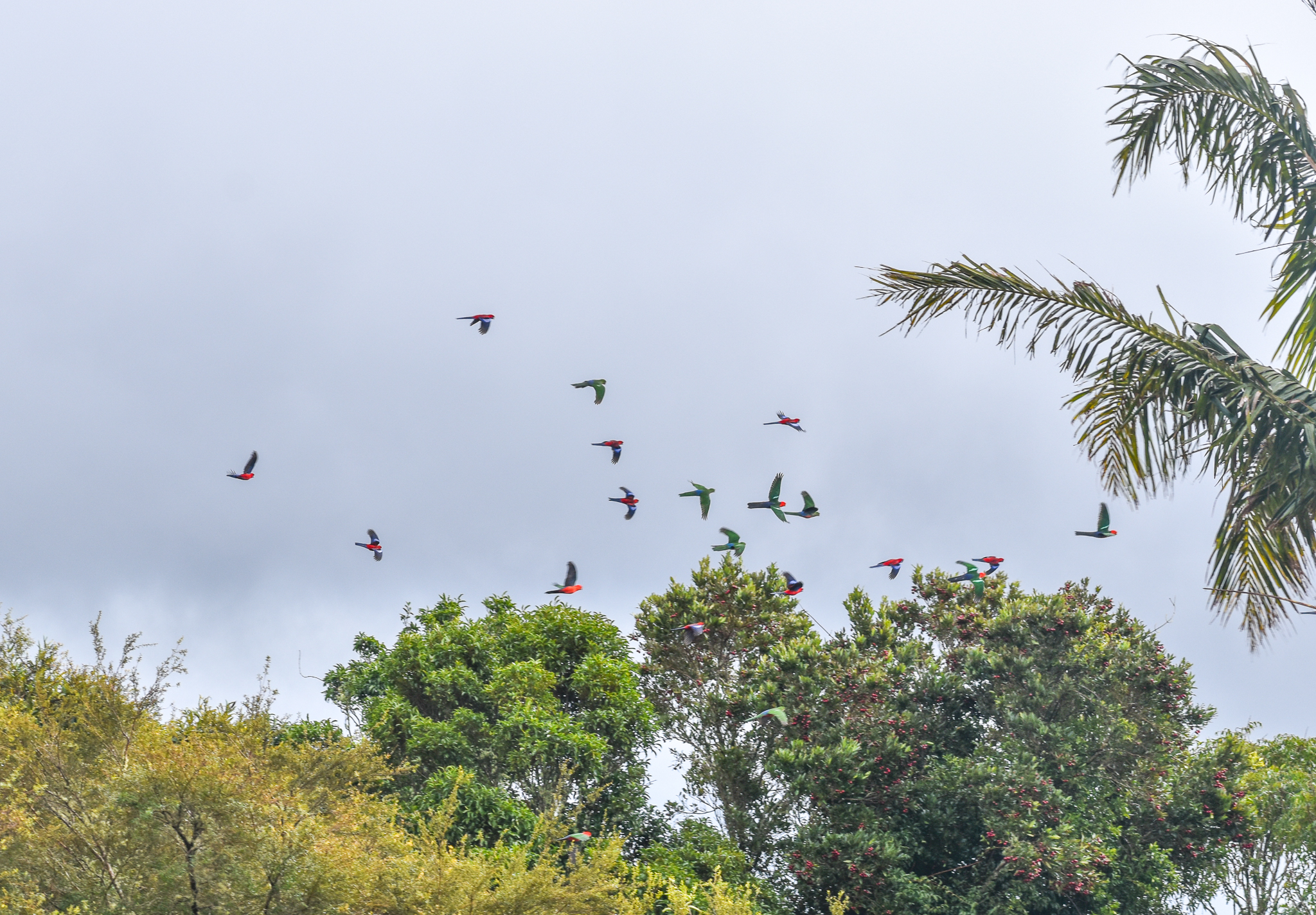 Crimson Rosellas and Australian King-Parrots