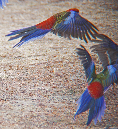 Crimson rosellas