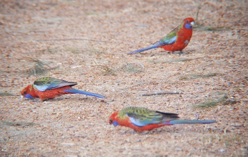 Crimson rosellas.