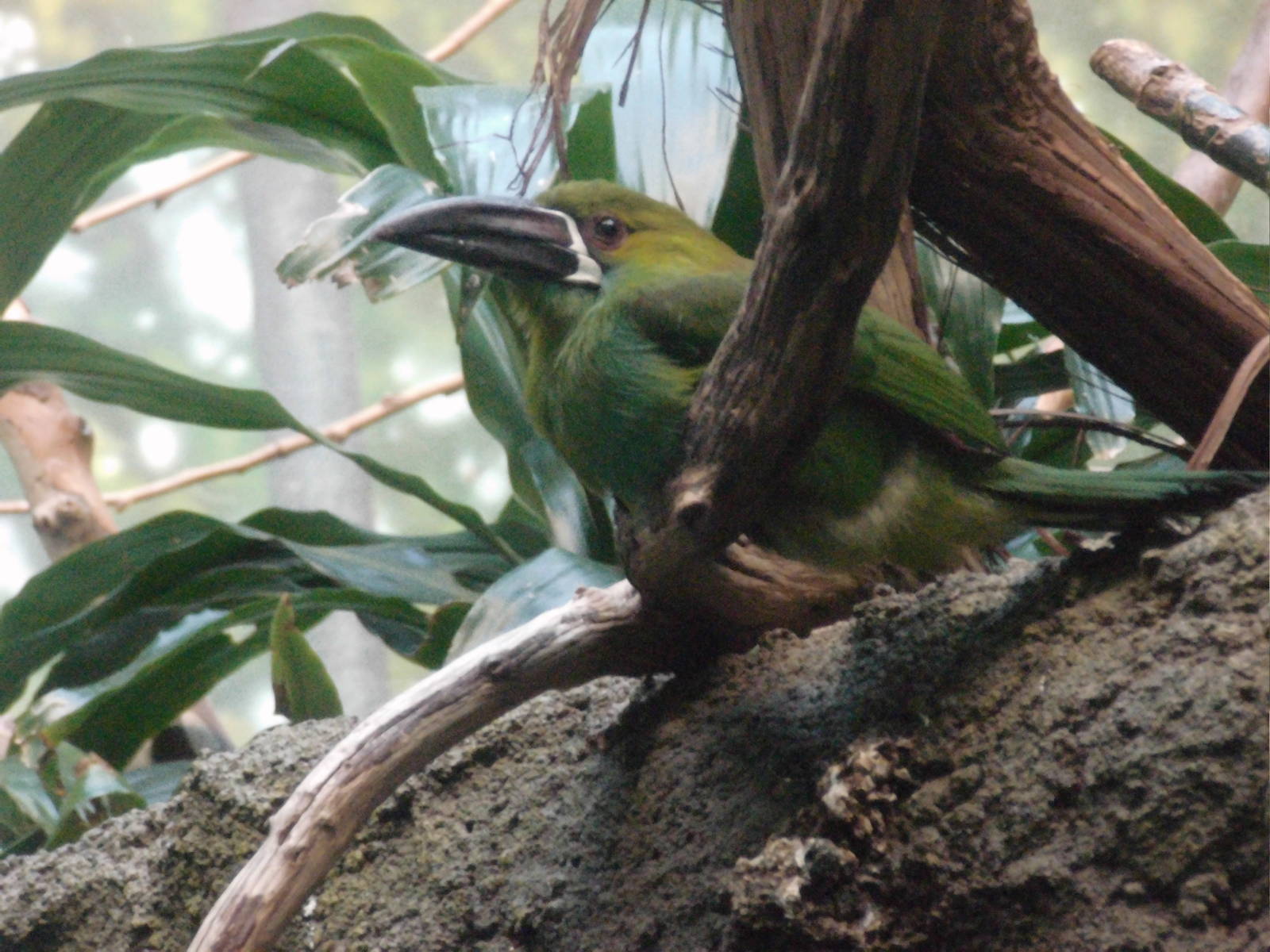 Crimson-Rumped Toucanet at Bronx zoo 2014-12-27