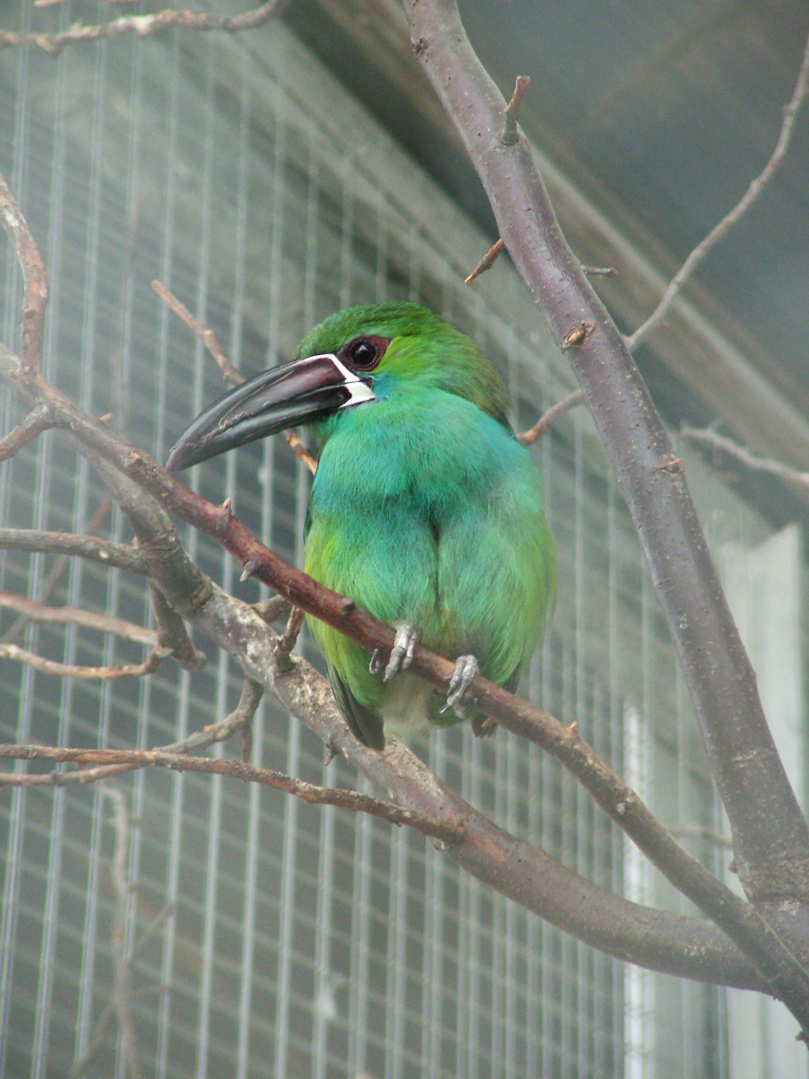Crimson-rumped Toucanet at Vogelpark Neuthard, 3rd Sept 2010