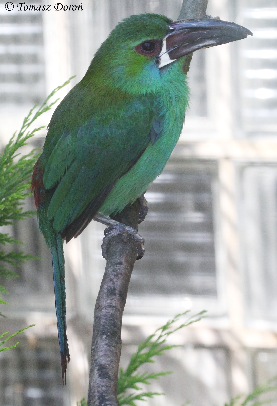 Crimson-rumped Toucanet (Aulacorhynchus haematopygus), August 2015