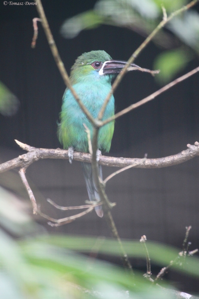 Crimson-rumped Toucanet (Aulacorhynchus haematopygus)