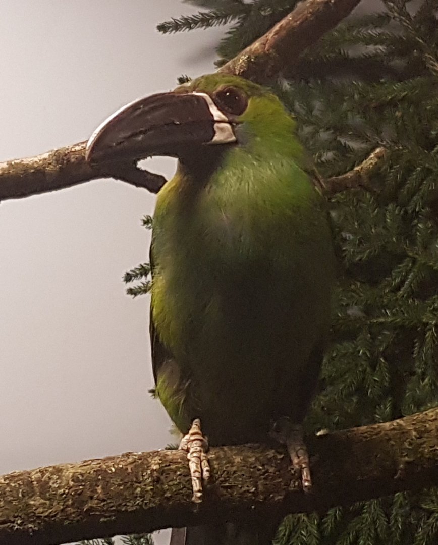 Crimson-rumped toucanet - Aulacorhynchus  haematopygus