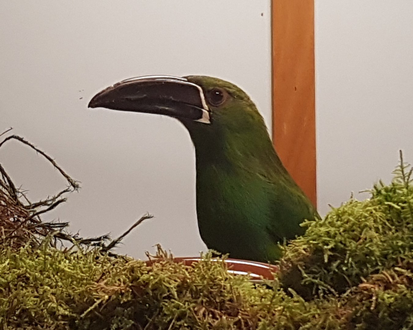 Crimson-rumped toucanet - Aulacorhynchus haematopygus