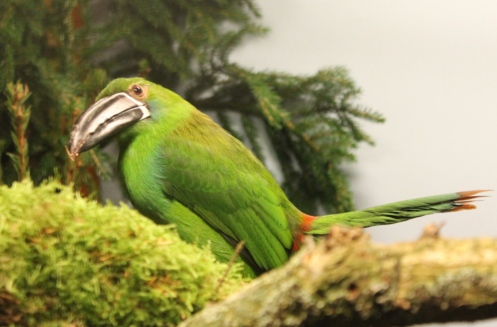 Crimson-rumped toucanet - Aulacorhynchus haematopygus